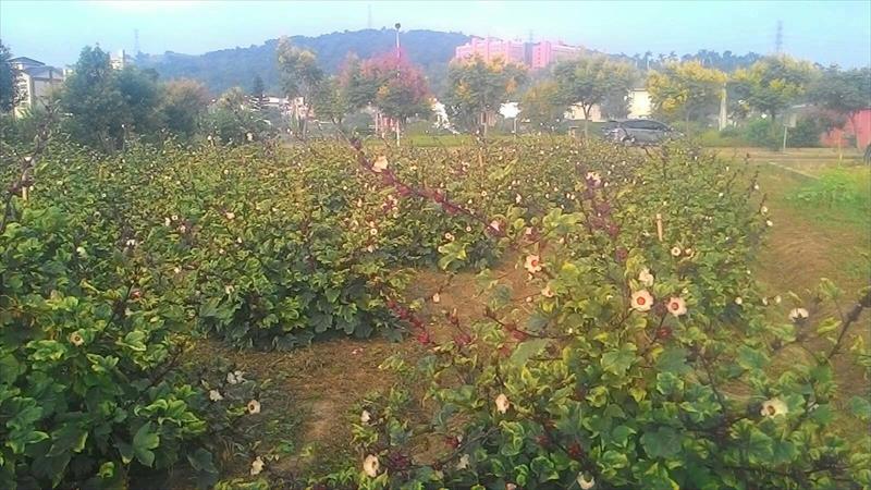 洛神(洛神葵) 產品圖片（圖片編號 752123）
