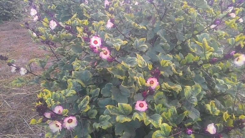 洛神(洛神葵) 產品圖片（圖片編號 752124）