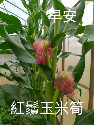 食用玉米(含玉米筍) 產品圖片（圖片編號 752129）