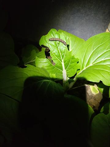 小白菜 產品圖片（圖片編號 752134）