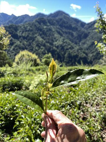 茶製品-茶 產品圖片（圖片編號 786268）