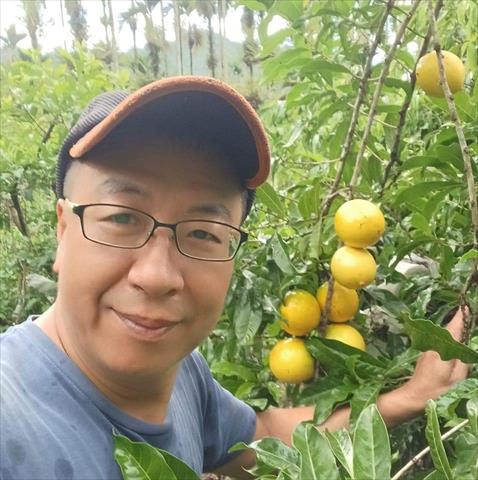 竹筍 - 黃金果 產品圖片（圖片編號 787069）