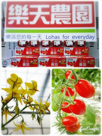 番茄(含小番茄) - 鮮紅玉女小番茄 產品圖片（圖片編號 800100）