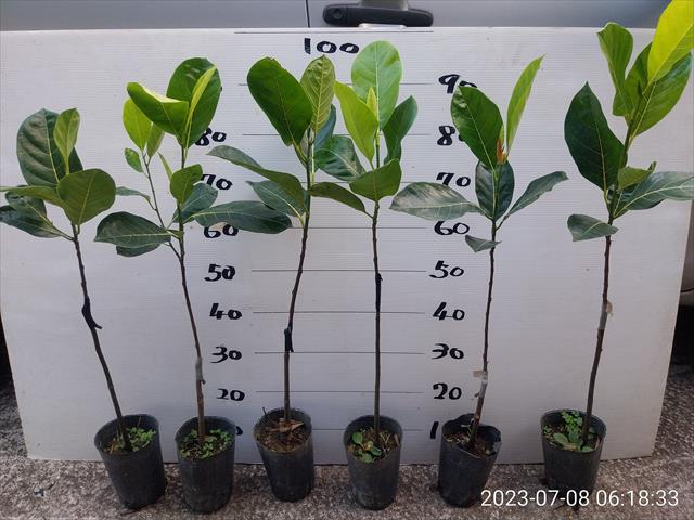 波羅蜜 產品圖片（圖片編號 810436）
