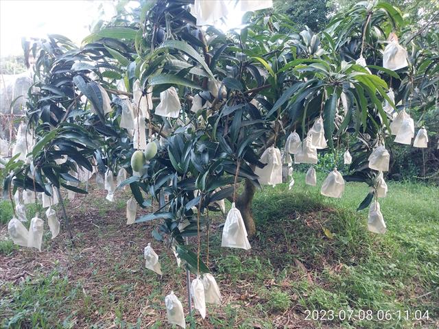 芒果 產品圖片（圖片編號 811706）