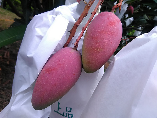 芒果 產品圖片（圖片編號 811713）