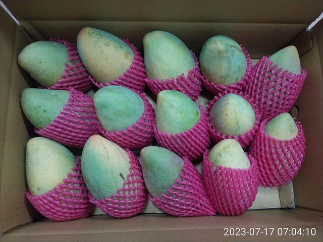 芒果 產品圖片（圖片編號 811714）