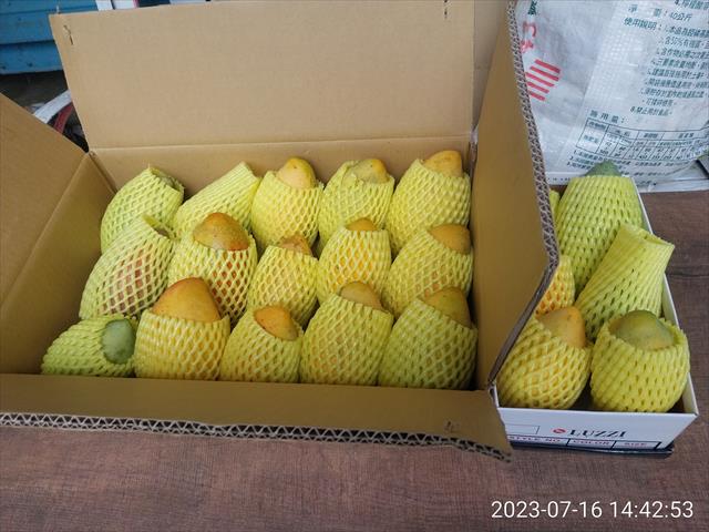 芒果 產品圖片（圖片編號 811715）