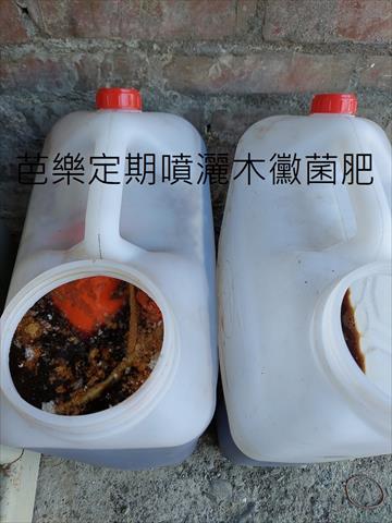 番石榴(芭樂) 產品圖片（圖片編號 847321）