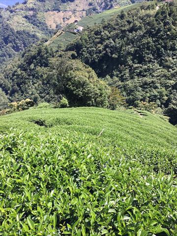 茶製品-茶 產品圖片（圖片編號 848174）