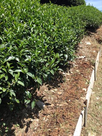 茶製品-茶 產品圖片（圖片編號 848175）