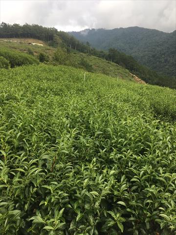 茶製品-茶 產品圖片（圖片編號 848177）