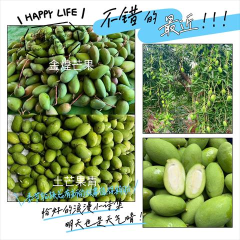 芒果 - 芒果青 產品圖片（圖片編號 848815）