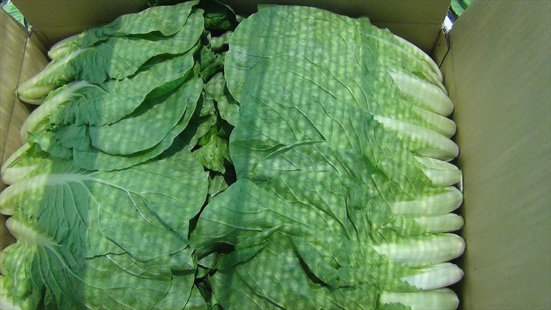 不結球白菜(小白菜,青梗白菜,蚵白菜) - 半結球白菜 產品圖片（圖片編號 851192）