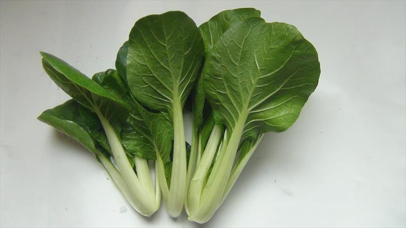 不結球白菜(小白菜,青梗白菜,蚵白菜) - 奶油白菜 產品圖片（圖片編號 851193）