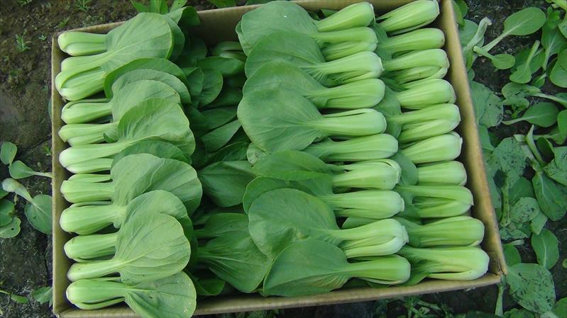 不結球白菜(小白菜,青梗白菜,蚵白菜) - 青江白菜 產品圖片（圖片編號 851194）