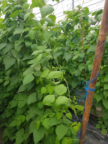 菜豆(敏豆、粉豆) 產品圖片（圖片編號 854824）