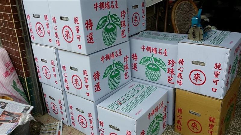 番石榴(芭樂) - 珍珠芭樂30斤裝 產品圖片（圖片編號 858431）