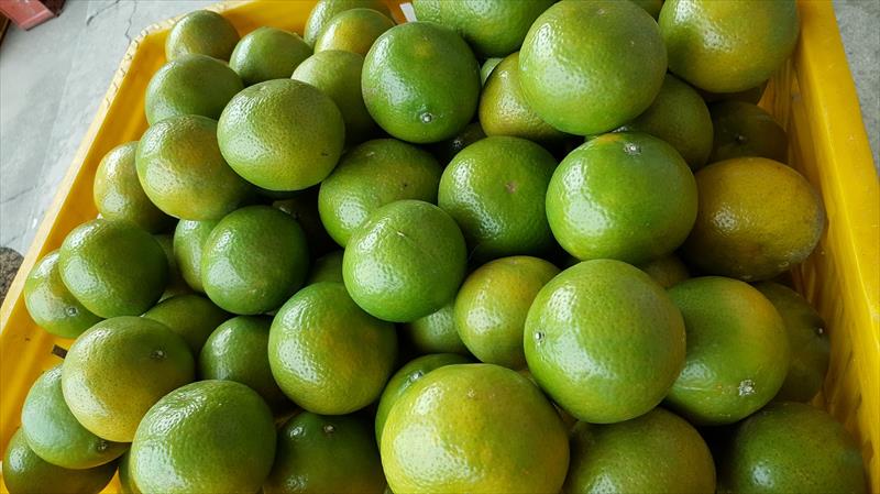 帝王柑 產品圖片（圖片編號 861419）