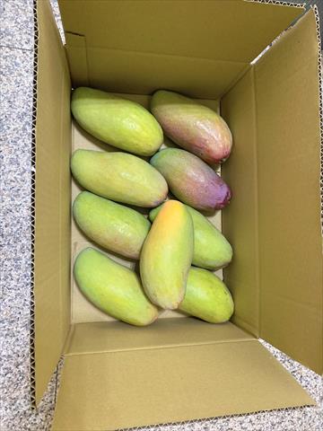 芒果 產品圖片（圖片編號 863471）