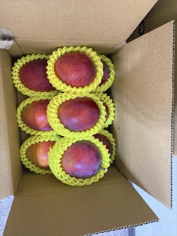 芒果 產品圖片（圖片編號 863472）