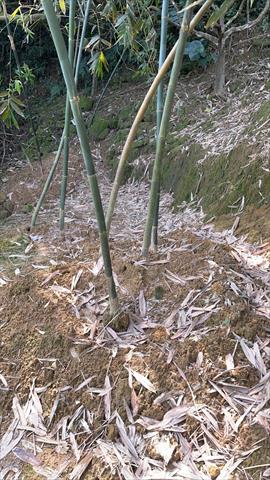 竹筍 - 綠竹筍 產品圖片（圖片編號 865221）