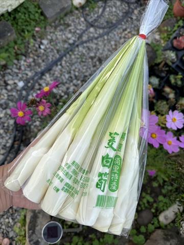 茭白筍 - 茭白筍 產品圖片（圖片編號 871533）