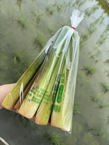 茭白筍 - 茭白筍 產品圖片（圖片編號 871534）