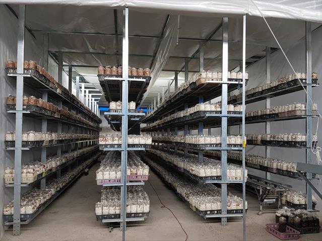 乾香菇製品-乾香菇 - 溫控立體栽培室 產品圖片（圖片編號 872407）
