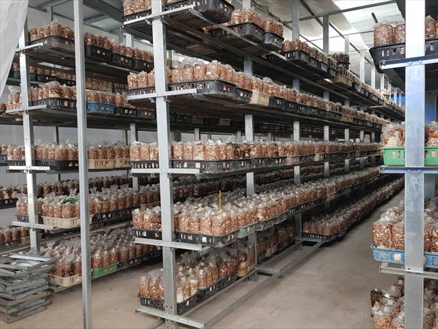 乾香菇製品-乾香菇 - 溫控立體栽培室 產品圖片（圖片編號 872408）