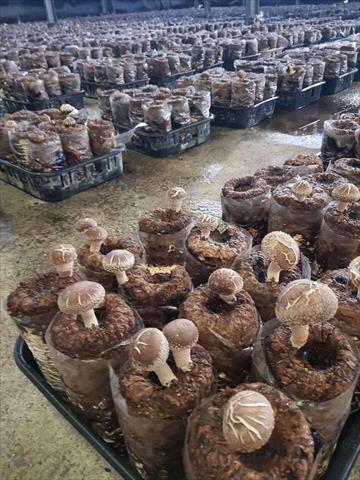 乾香菇製品-乾香菇 產品圖片（圖片編號 872411）