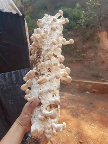 香菇 產品圖片（圖片編號 872412）
