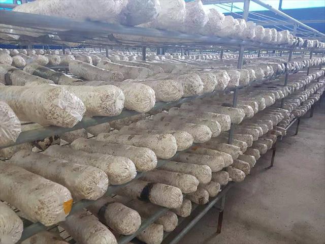 香菇 產品圖片（圖片編號 872416）