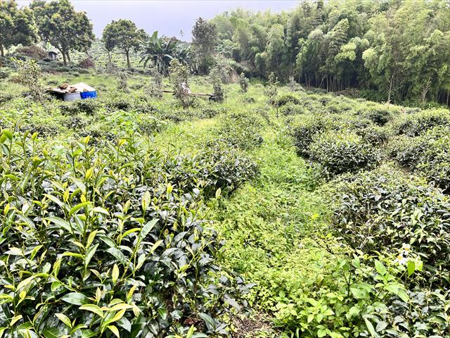 茶製品-茶 產品圖片（圖片編號 881023）