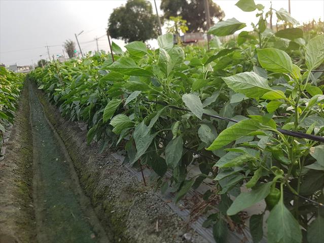 甜椒(含青椒) 產品圖片（圖片編號 887859）