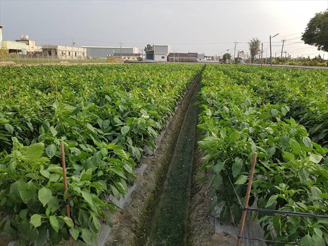 甜椒(含青椒) 產品圖片（圖片編號 887860）