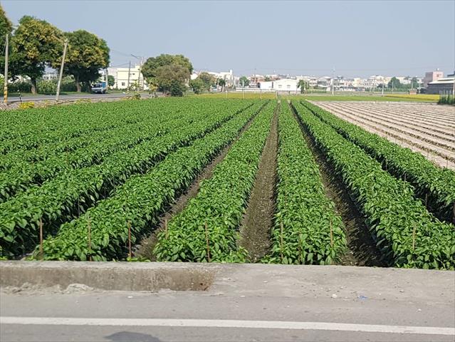 甜椒(含青椒) 產品圖片（圖片編號 887861）