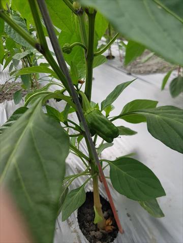 甜椒(含青椒) 產品圖片（圖片編號 887862）