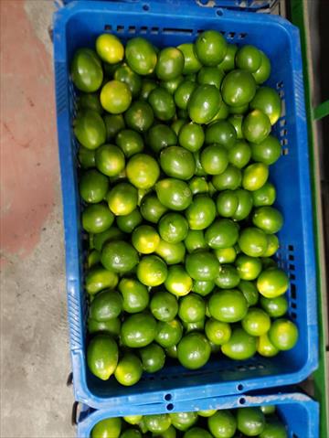 檸檬 產品圖片（圖片編號 887864）