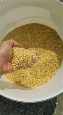 小米 - 小米 產品圖片（圖片編號 889393）