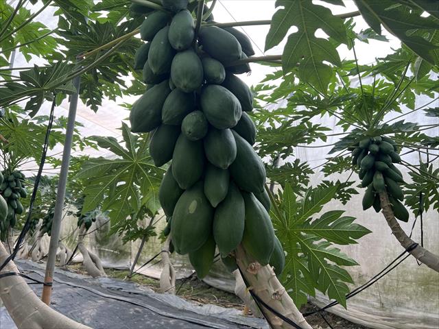 木瓜 產品圖片（圖片編號 890499）