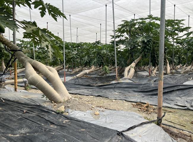 木瓜 產品圖片（圖片編號 890500）