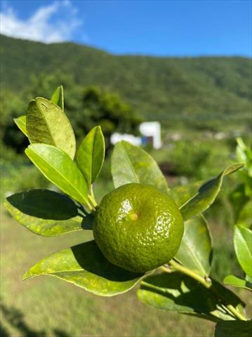 其它柑橘 產品圖片（圖片編號 901346）