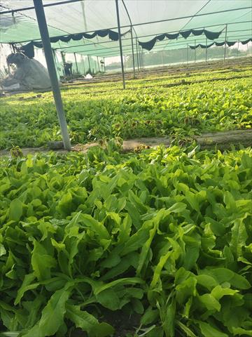 萵苣 - 萵苣 產品圖片（圖片編號 922630）