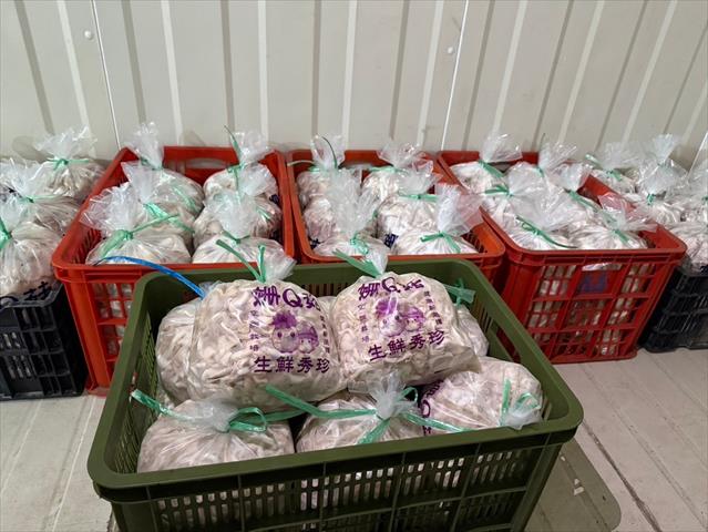 秀珍菇 - 姗Q菇特產秀珍菇 產品圖片（圖片編號 923183）