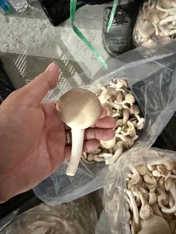 秀珍菇 - 姗Q菇特產秀珍菇 產品圖片（圖片編號 923185）