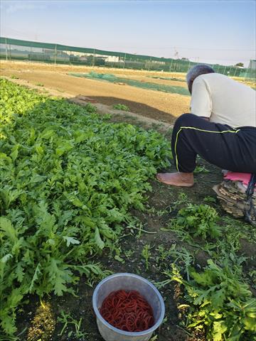 山茼蒿(昭和菜) 產品圖片（圖片編號 923348）