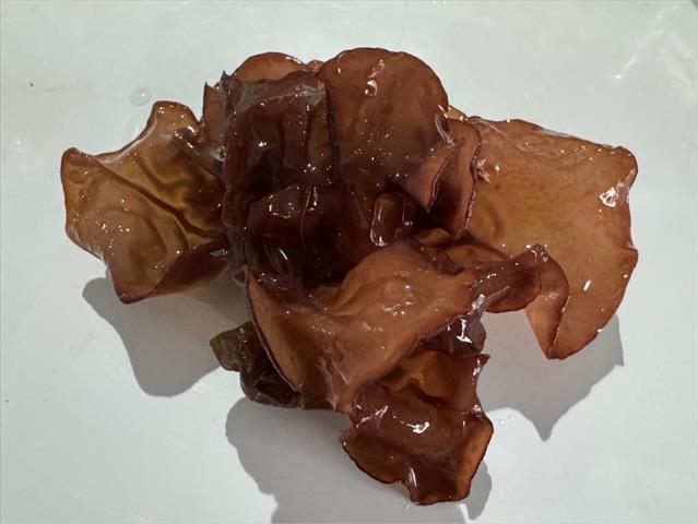 黑木耳(毛木耳) 產品圖片（圖片編號 923573）