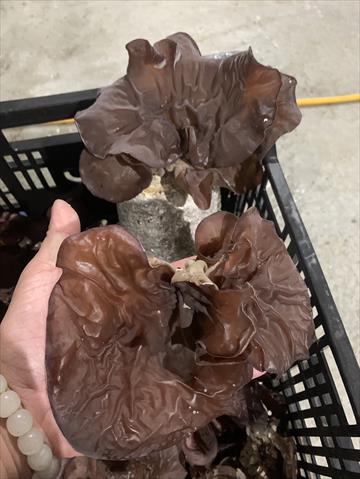 黑木耳(毛木耳) 產品圖片（圖片編號 923574）