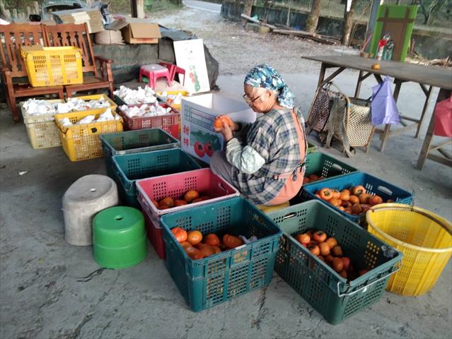 柿子 產品圖片（圖片編號 925437）